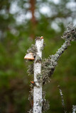 Fomitopsis betulina (previously Piptoporus betulinus), commonly known as the birch polypore, birch bracket, or razor strop grows on a small broken birch.