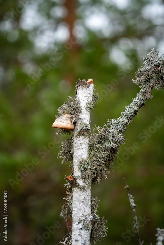 Fomitopsis betulina (previously Piptoporus betulinus), commonly known as the birch polypore, birch bracket, or razor strop grows on a small broken birch. photo