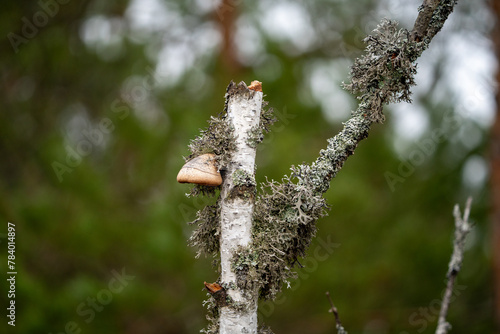 Fomitopsis betulina (previously Piptoporus betulinus), commonly known as the birch polypore, birch bracket, or razor strop grows on a small broken birch.  photo