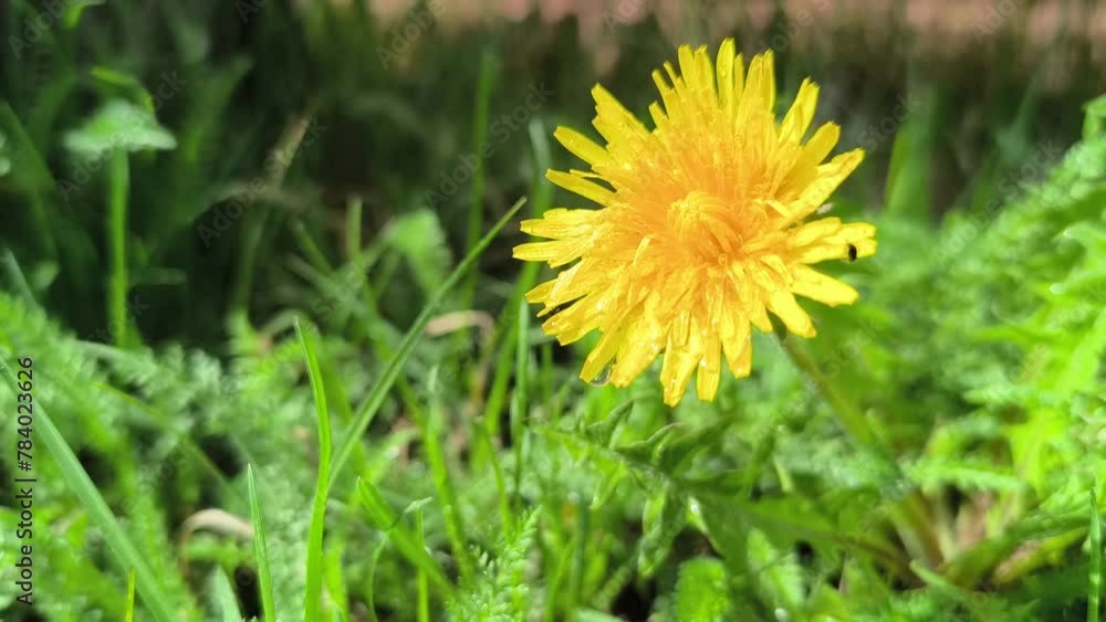 yellow dandelion on the green grass is swaying in the wind. yellow dandelion on the green grass is swaying in the wind.