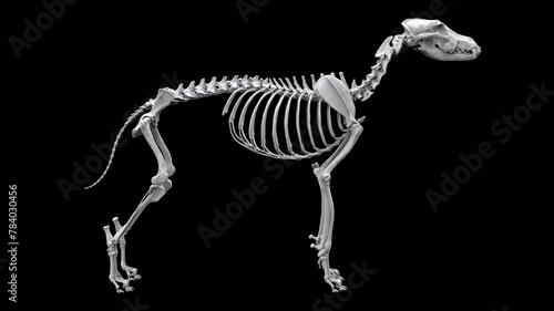 Full wolf skeleton in standing pose - side view