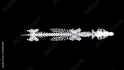 Full wolf skeleton in standing pose - top down view