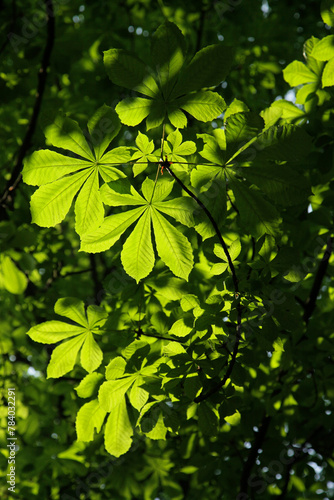 Young spring chestnut leaves, background