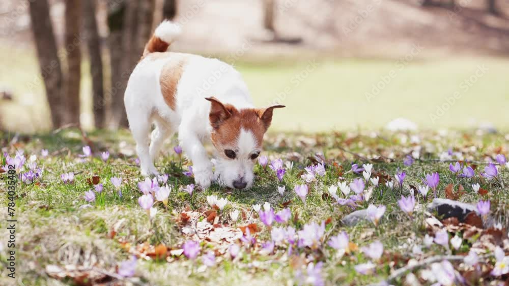 A contemplative Jack Russell Terrier dog sits amidst a carpet of spring crocuses in a woodland clearing. The scene captures a moment of calm in the vibrant, floral woods A contemplative Jack Russell Terrier dog sits amidst a carpet of spring crocuses in a woodland clearing. The scene captures a moment of calm in the vibrant, floral woods