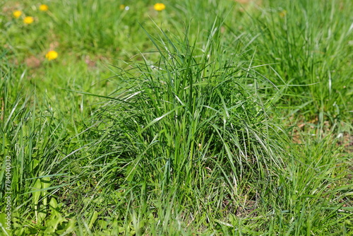 Green clump of the grass on the lawn © andsy