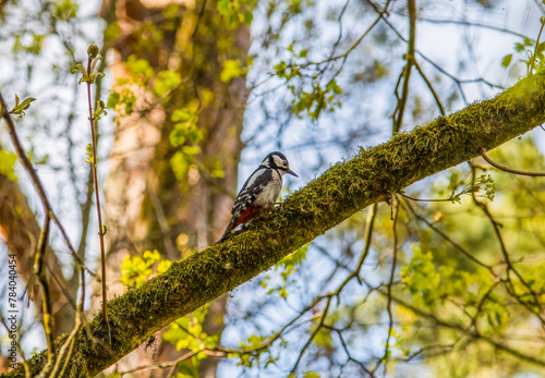 spotted woodpecker