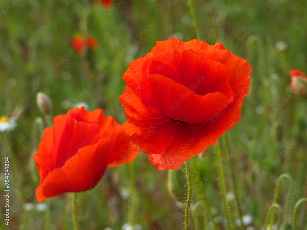 Obraz premium Poppies in Rostock Brinckmansdorf (Germany)