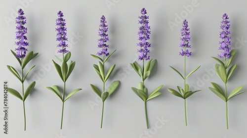 Lavender flowers isolated