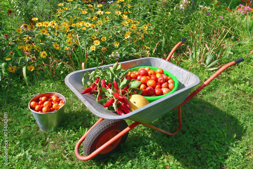 Wheelbarrow with tomatoes, peppers and melon grown in the garden photo