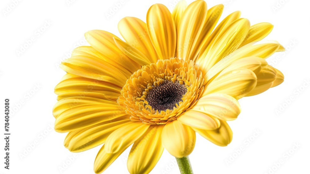 Close up of a yellow flower on a white background. Suitable for various design projects