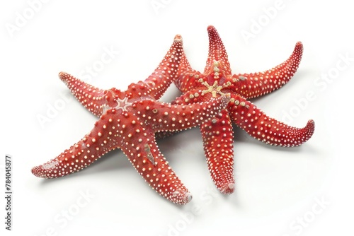 Colorful starfish on a white background  suitable for marine themes
