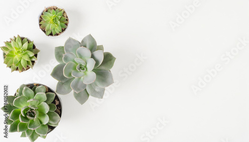 Top view of different cacti and succulents, indoor plants in pots arranged on a white table. Mock up background with pots flowers and empty space for text. Generative AI