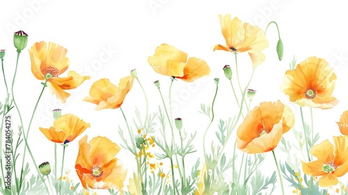 a hand painted water color image of beautiful california poppies on a white background
