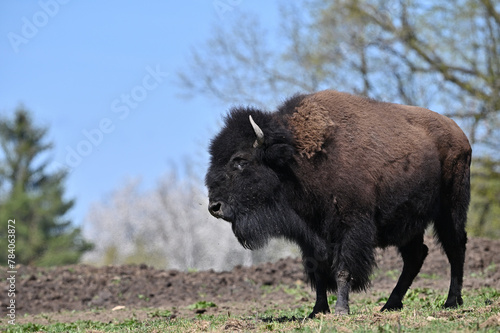 European bison, farm 