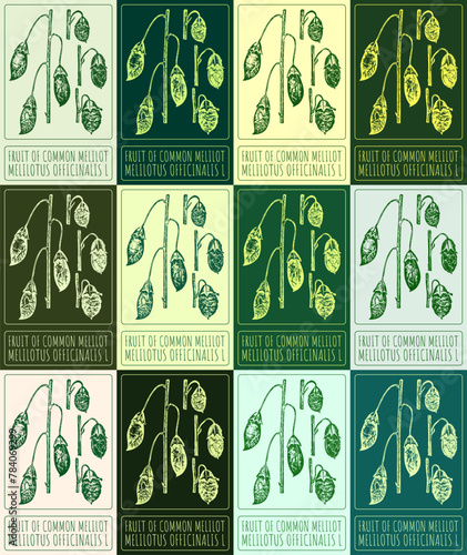 Set of vector drawing FRUIT OF COMMON MELILOT in various colors. Hand drawn illustration. The Latin name is MELILOTUS OFFICINALIS L.