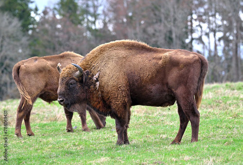 European bison farm animals
