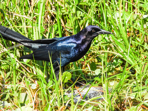 Boat-tailed grackle in the Lake Apopka Wildlife Drive