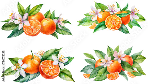 set of flowers with watercolor illustration orange tangarine and green leaves isolated on white background