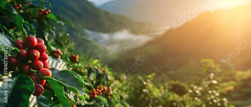 Morning sun shines over coffee plantation or farm. Red raw berries on small shrubs in foreground; mist over hills background. Generative AI