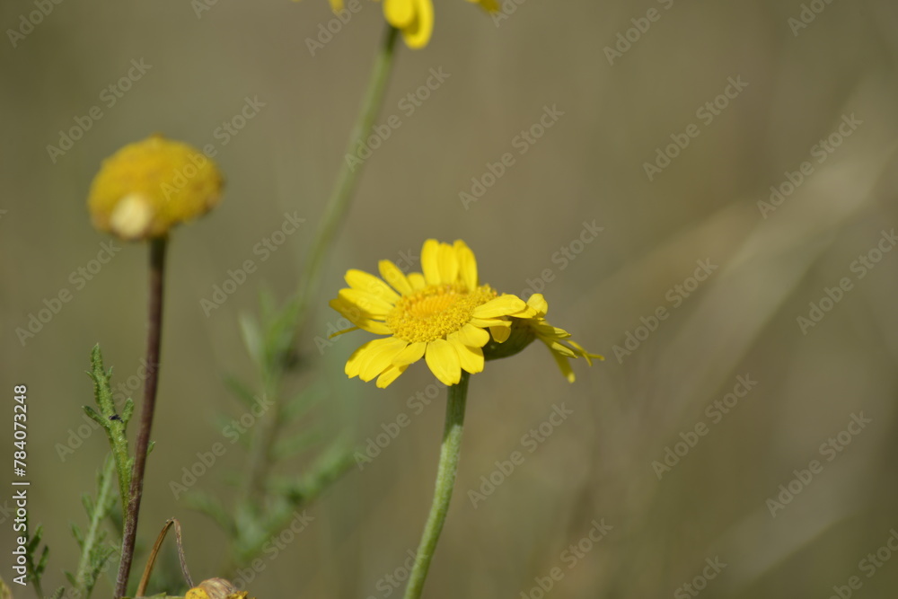 Eine blühende Blume Eine blühende Blume