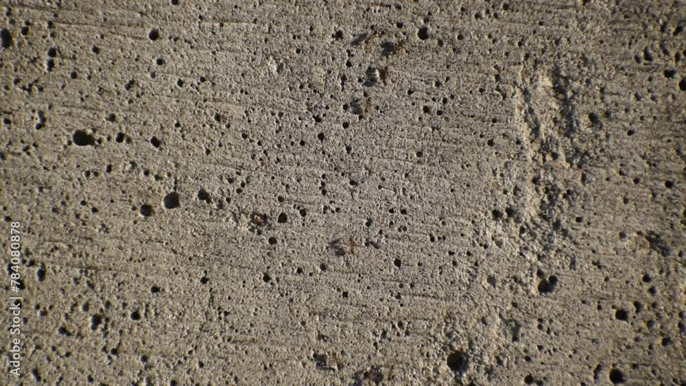 Argentine ant (Linepithema humile), a very invasive ant species Argentine ant (Linepithema humile), a very invasive ant species