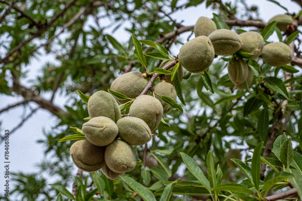 A bountiful branch of almond fruits with fuzzy exteriors nestled among green leaves, in a natural orchard setting. A bountiful branch of almond fruits with fuzzy exteriors nestled among green leaves, in a natural orchard setting.