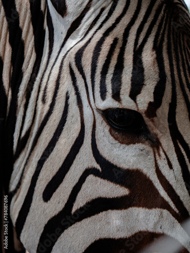 zebra skin texture and eye