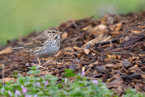 Handsome Savannah Sparrow with Flowers and Wood Chips