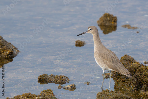 Willet Shorebird Forages Along Rocky Shoreline