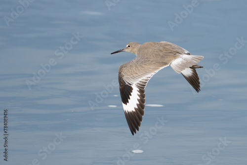 Willet Shorebird in Graceful Flight