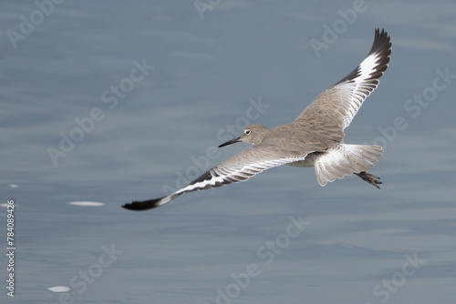 Willet Shorebird in Graceful Flight photo