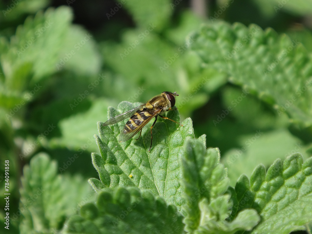 Glass-winged hover fly (Syrphus vitripennis), female resting on a catmint leaf Glass-winged hover fly (Syrphus vitripennis), female resting on a catmint leaf