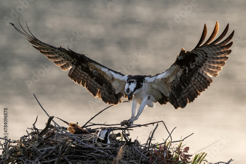 Osprey (Pandion haliaetus) photo