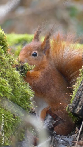 Vertical footage of squirrel sitting behind a mossy tree stump and eating against blur background
