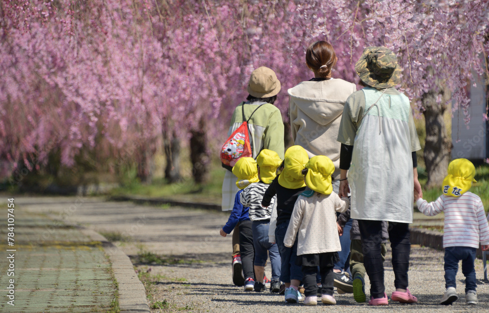 Obraz premium 春・桜・園児の散歩