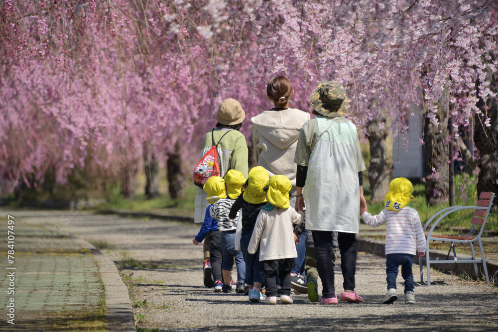 Obraz premium 春・桜・園児の散歩
