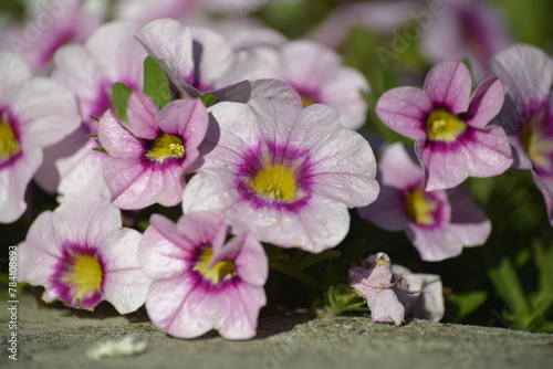 Wallpaper Mural Lebendige lila-weiße Calibrachoa-Blüten Torontodigital.ca