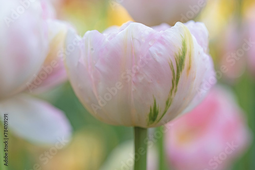 Closeup of bright pink tulip with green stripe on blurred background 