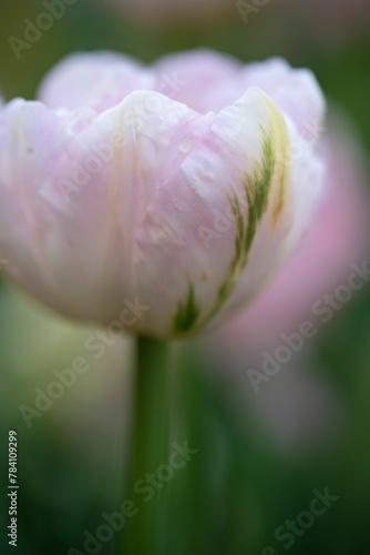 Close up of a tender light pink tulip with green stripe