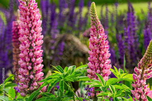 Awe Lupins garden with pink and purple flowers nextto  Appeltern gardens in fantastic May day