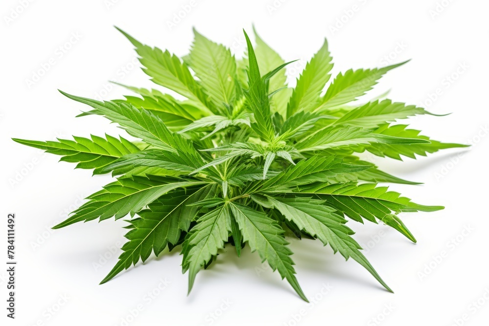 Fresh green cannabis leaves isolated on a white background. The concept of alternative medicine and organic cosmetics. Natural background. Place for text. Selective focus. Fresh green cannabis leaves isolated on a white background. The concept of alternative medicine and organic cosmetics. Natural background. Place for text. Selective focus.