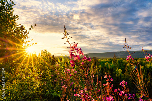 Sunset in the mountains with Fireweed, sunrise