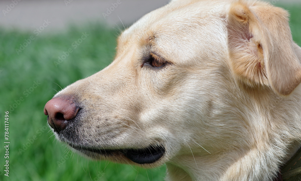 Labrador dog close-up. dog portrait