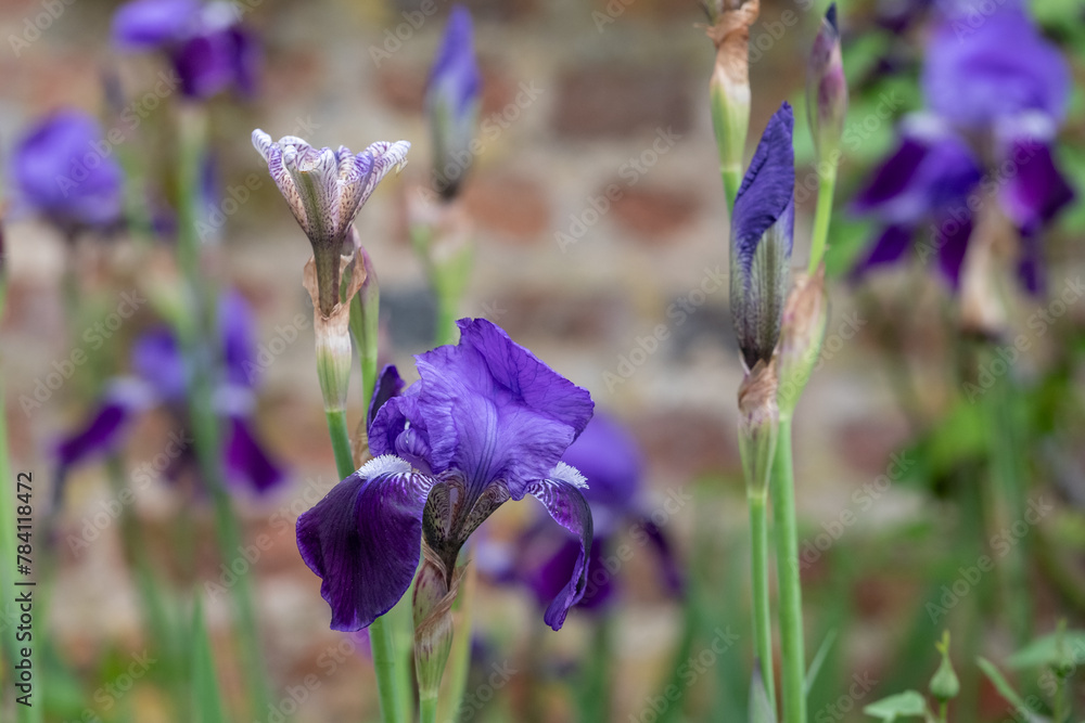 Φωτογραφία Purple iris flowers in springtime, at the historic walled garden at Eastcote House, Hillingdon, UK