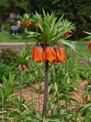 Kaiserkrone - Fritillaria imperialis 