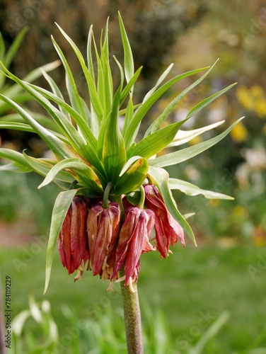 Kaiserkrone - Fritillaria imperialis  photo