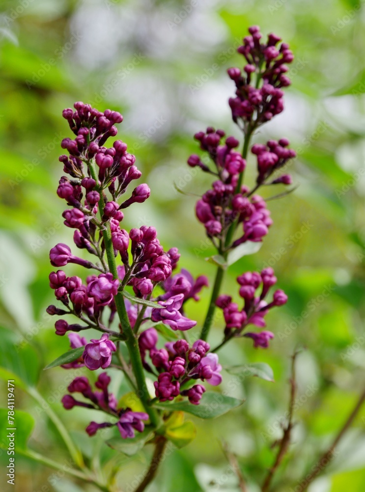 persicher Flieder lila Blüte persicher Flieder lila Blüte