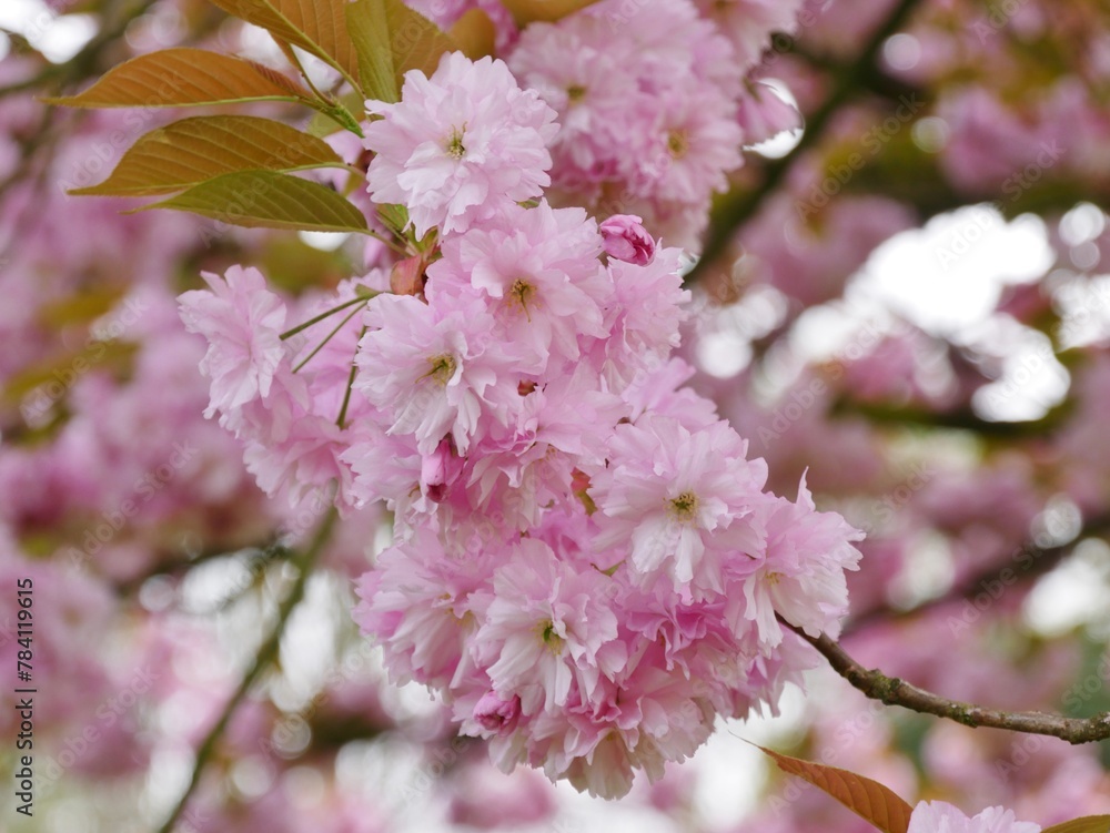 Fototapeta premium Rosa Kirschblüte am japanischen Kirschbaum
