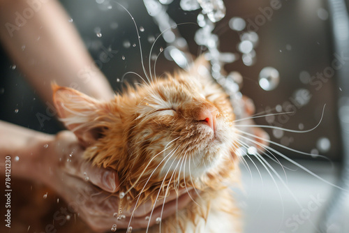 Content Ginger Cat Getting Wet in Bath Time, Serene Mood, Indoor Grooming Session