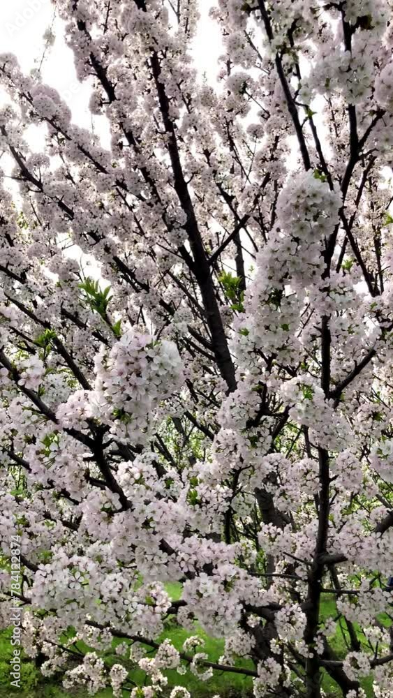 Branch with blooming flowers. White blooming flowers on the branches. Spring bloom. vertical video. Branch with blooming flowers. White blooming flowers on the branches. Spring bloom. vertical video.